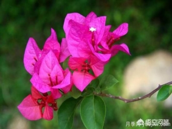 春季繁殖花卉苗木有哪几种方法，如何来做你知道吗？