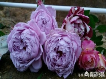 最香的几款月季品种是什么？ 什么品种的月季花