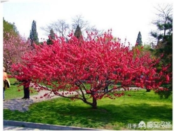园林适合种植红叶碧桃吗？