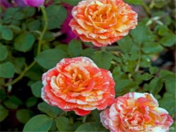 月季和玫瑰如何区分 教你分辨月季和玫瑰的区别