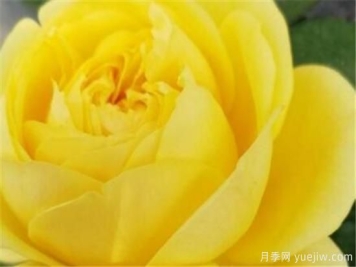 月季品种有那些 月季常见品种大全与资料介绍