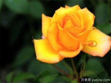 黄玫瑰几月份开花 黄玫瑰的花语寓意是什么
