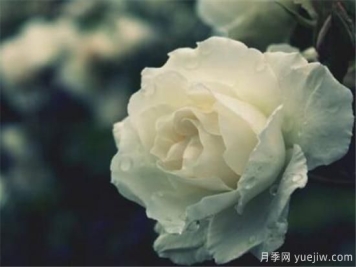 白玫瑰几月份开花 白玫瑰的花语寓意
