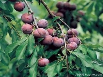 李子树修剪时间几月份合适 李子树修剪方法和要点