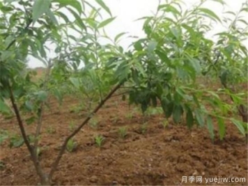 桃树嫁接时间是几月份 桃树嫁接方法有哪些