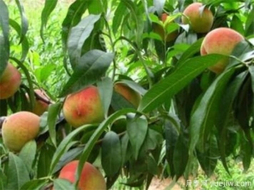 桃树流胶病的症状和危害 桃树流胶病如何防治