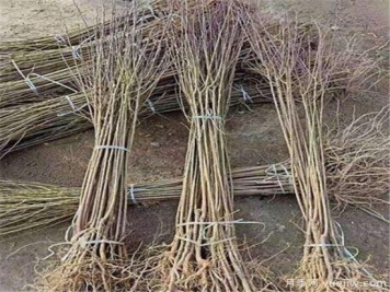 李子树有什么作用 李子功效与价值介绍