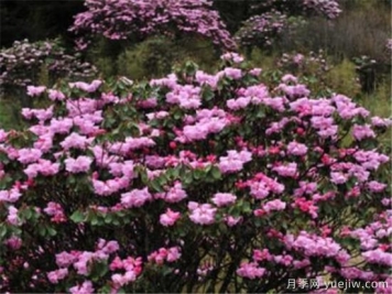 杜鹃花的品种有哪些 简单为大家介绍几种