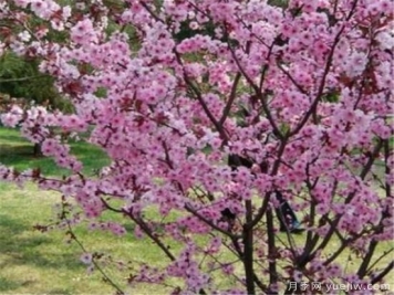 美人梅常见的病虫害有哪些 美人梅病虫害防治技术