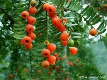 红豆杉花期花语寓意 红豆杉的功效价值有哪些