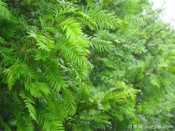 红豆杉盆景制作方法 红豆杉的养殖方法和注意事项