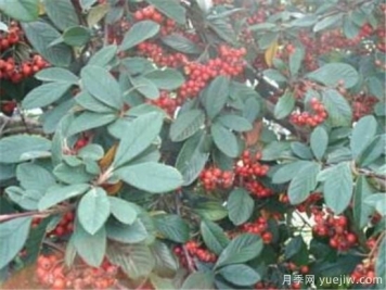 红豆树的木材价格贵不贵 红豆树木材有什么作用