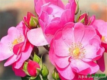 藤本月季哪个品种好 藤蔓月季耐寒吗怎么养