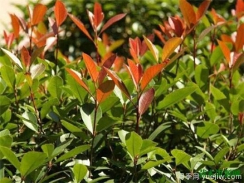 灌木植物种类图片有哪些 什么是灌木