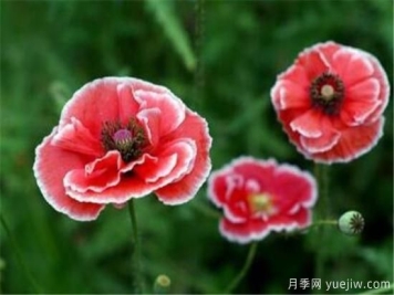 三朵花代表什么意思 三朵玫瑰花代表啥