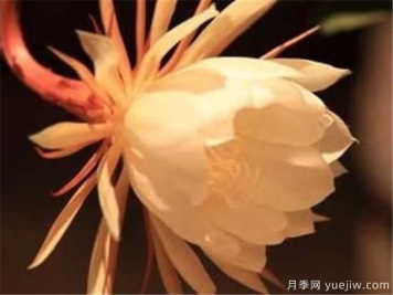 什么花语是想你了 什么花的花语是救赎