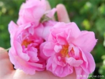 大马士革玫瑰和平阴玫瑰的区别 玫瑰精油能祛斑吗