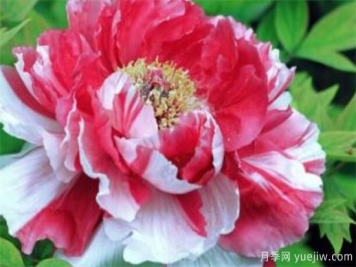 花中之王是什么花 中国十大名花资料介绍