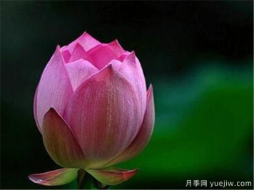 花蕾和花蕊什么区别 花蕾哪种好看