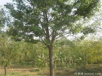 国槐是冬季修剪还是春季修剪好 国槐什么时间修剪好