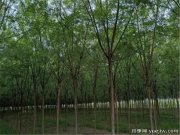 国槐灰斑病用什么杀菌剂效果好