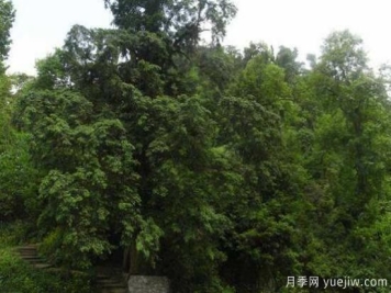 红豆杉的花语是什么，红豆杉代表着高雅、思念之情