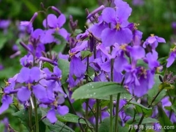 紫罗兰有哪些品种，紫罗兰品种大全