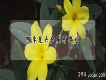 四季花卉分别有哪些
