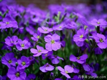 紫色花的品种大全 紫色花有哪些品种