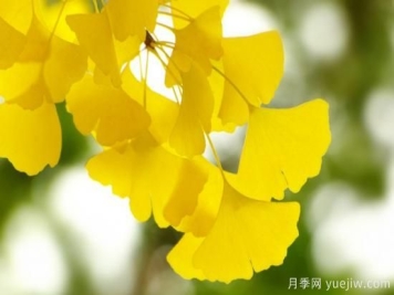 有寓意的树的名字大全 有哪些有寓意的树