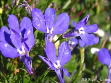 花的种类大全 常见鲜花种类