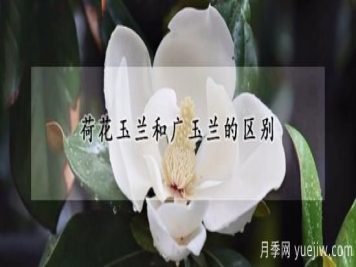荷花玉兰和广玉兰的区别