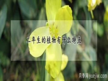 二年生的植物有什么特点