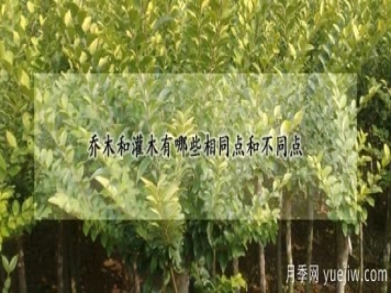 乔木和灌木有哪些相同点和不同点