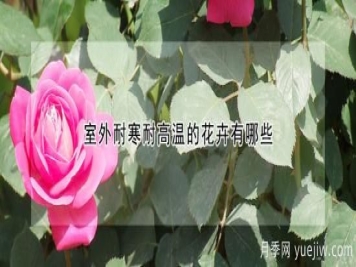 室外耐寒耐高温的花卉有哪些