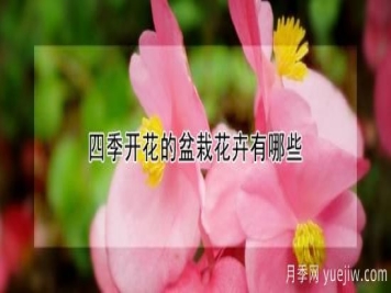 四季开花的盆栽花卉有哪些