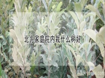 北方家庭院内栽什么树好