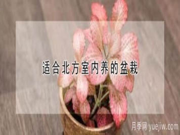 适合北方室内养的盆栽