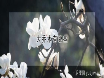 大乔木有哪些