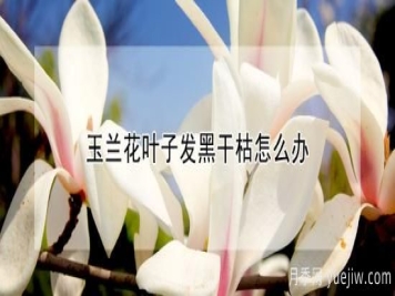 玉兰花叶子发黑干枯怎么办