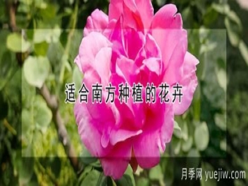 适合南方种植的花卉