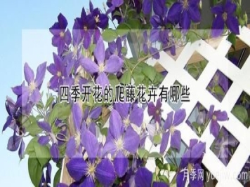 四季开花的爬藤花卉有哪些