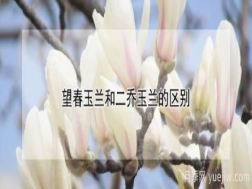 望春玉兰和二乔玉兰的区别
