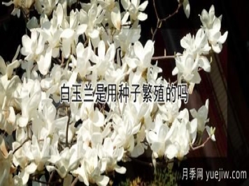 白玉兰是用种子繁殖的吗