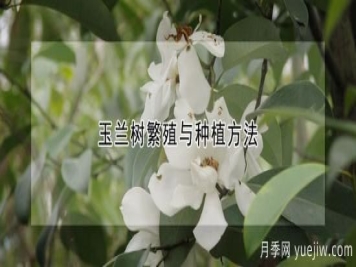 玉兰树繁殖与种植方法