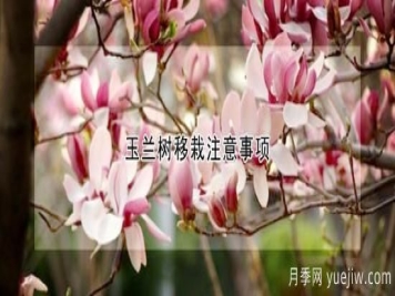玉兰树移栽注意事项