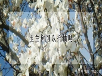 玉兰树可以扦插吗