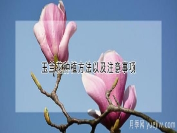 玉兰花种植方法以及注意事项