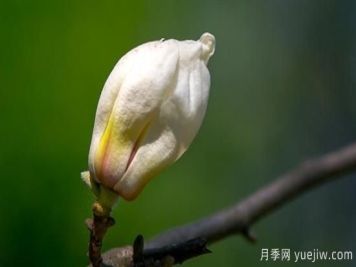 白玉兰的养殖方法和注意事项水养