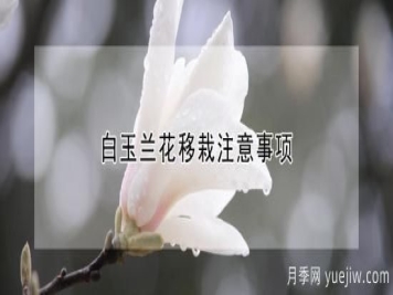 白玉兰花移栽注意事项